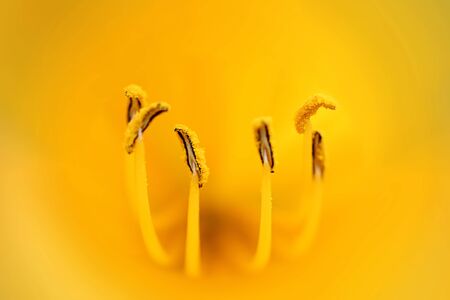 Stamens yellow tulip close upの写真素材