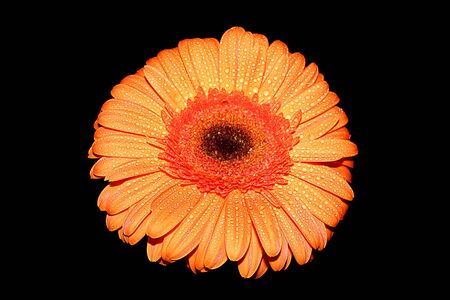 Orange gerbera with drops of dew on a black backgroundの写真素材