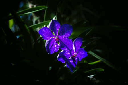 Awesome blue orchids with back lightingの写真素材