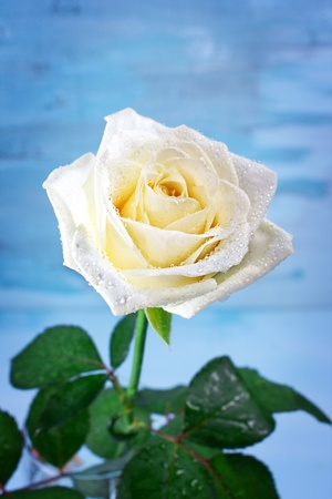Pure white rose with water drops, flower backgroundの写真素材