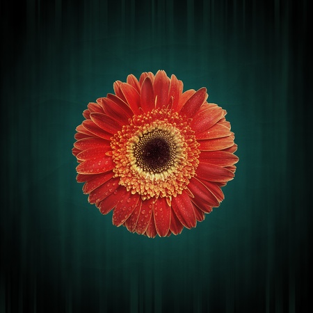 Abstract flower background with close-up gerbera, with grunge textureの写真素材