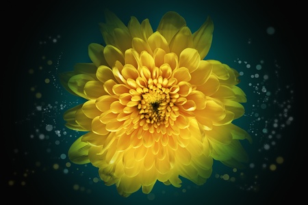Abstract flower background, over beautiful dark gradientの写真素材