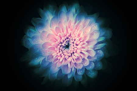 Abstrac beautiful flower background, isolated on blackの写真素材