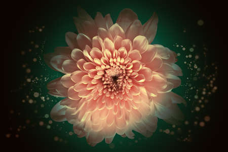 Abstract flower background, over beautiful dark gradientの写真素材