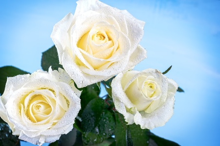 Roses with water drops on a blue background の写真素材