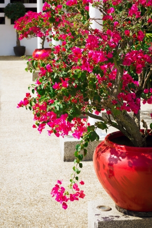 Bougainvillea flowers in a patio. Bright pink flowers. Sunny day.の写真素材