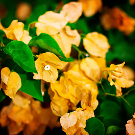 Bougainvillea flowers in a garden. Bright orange flowers. Garden, park, street decor.の写真素材