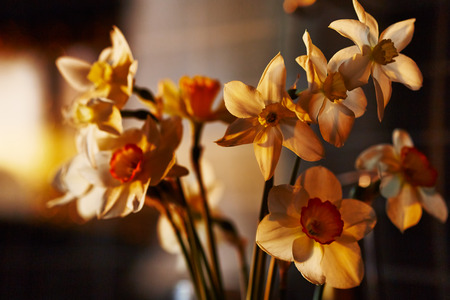 Spring flowers daffodils in the setting sun. Magic light.