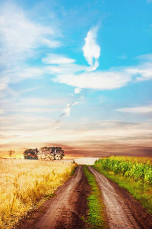 Tranquil rural scene with road between two fields  Shallow depth of field の写真素材