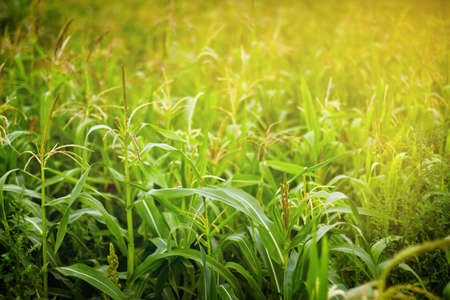 Corn field in sunlight  Close up view 