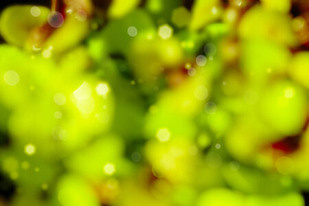 Abstract green nature background. Bokeh lights.の写真素材