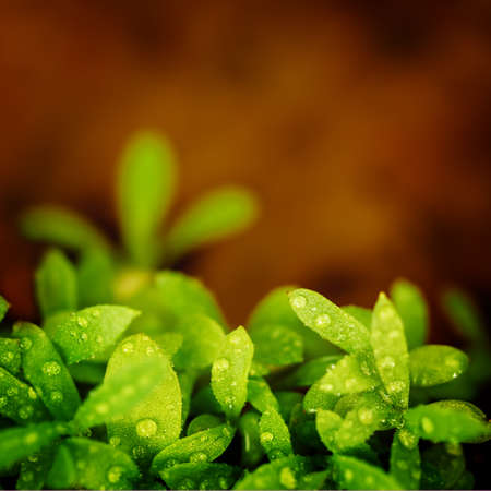 Young tarragon. Fresh greeny with dew drop. Healthy food concept.の写真素材