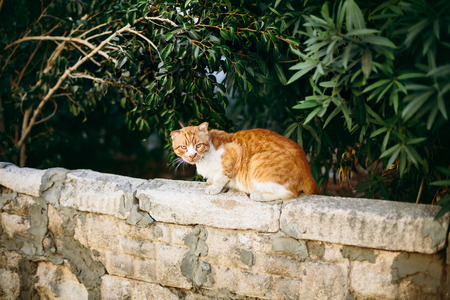 Red wild cat sitting on the stone wall at the streetの写真素材