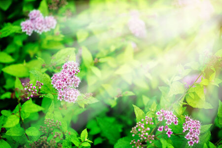 Abstract nature background  Pink little flowers glowing in sunlight 