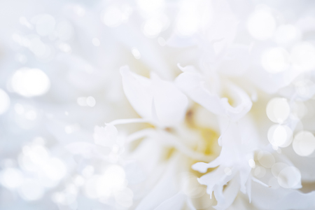 Abstract nature background. White flower close up with bokeh lights.の写真素材