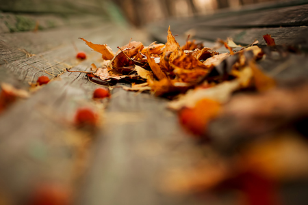 Autumn nature background with red leaves. vintage retro effect. Blurred picture, selective focus, close up.の写真素材