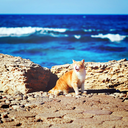 Coastline with ginger tabby roar cat. Travel at sea concept. retro effect.の写真素材