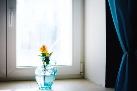 Orange rose flower in blue vase near window. Atmospheric simple decoration. Selective focus.の写真素材