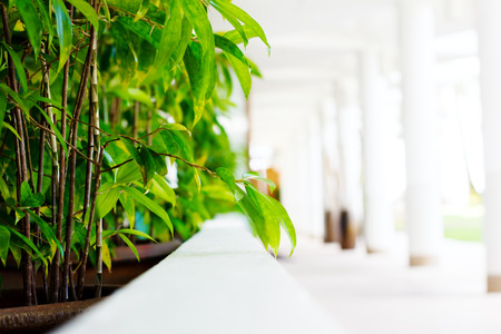 Blurred abstract image of white hotel lobby with green hedgeの写真素材