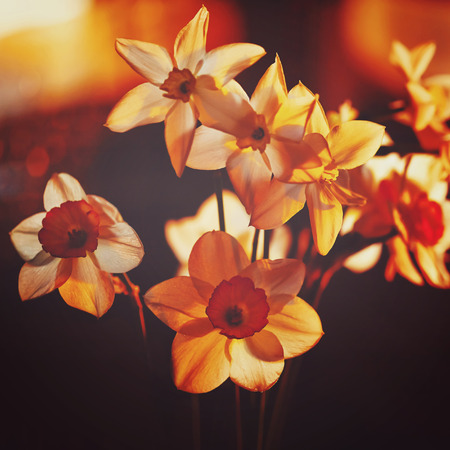Spring flowers daffodils in the setting sun. Magic light. Instagram color effect.の写真素材