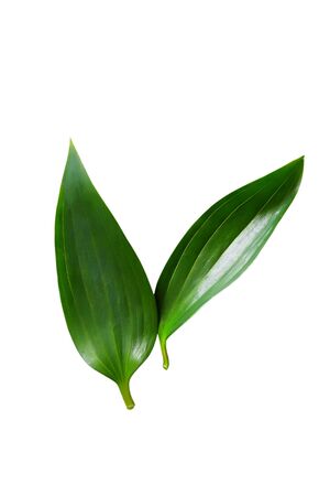 Close up green leaf isolated on white. Ecology and care concept