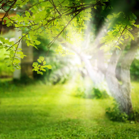 Natural spring background with sun light. Selective focusの写真素材