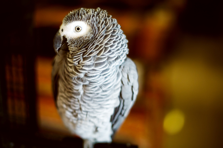 African grey parrot, grey parrot or Congo African grey parrot (Psittacus erithacus), also named jaco (jaquot) close up. Selective focus.の写真素材