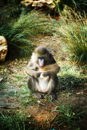 Mandrill (Mandrillus Sphinx) eating fruitsの写真素材