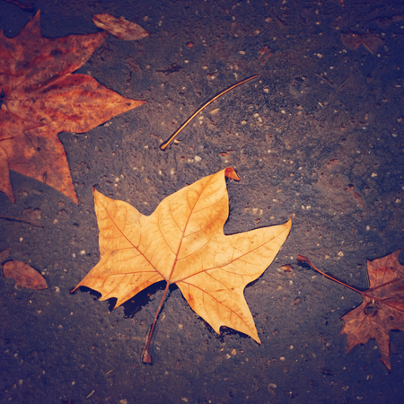 Autumn Background with Maple Leaf on the Road Close Up. Image Toned.の写真素材