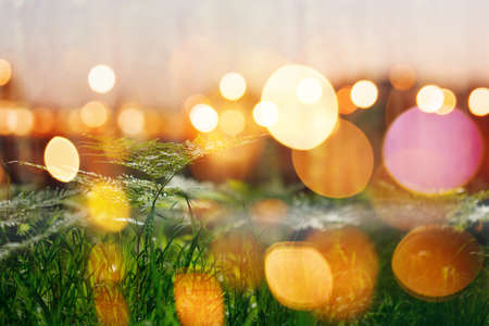 Nature Blurred Abstract Background. Close Up Leaf of Plant with Bokeh Lights. Selective Focus. Space for Text.の写真素材