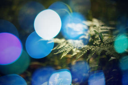 Nature Abstract Background. Close Up Leaf of Plant with Bokeh Lights. Selective Focus. Space for Text.の写真素材