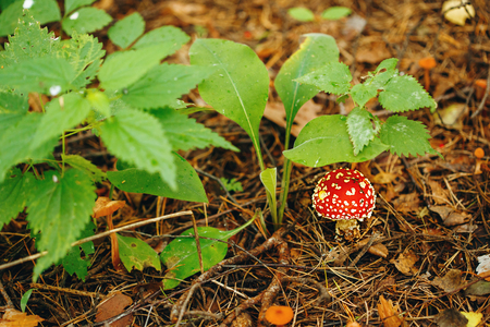 Nature Autumn Background. Close Up View of Fly Agaric Mushroom (Toadstool) Grown. Selective Focus.の写真素材