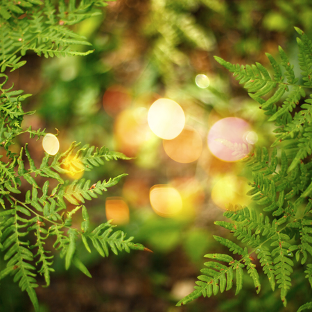 Nature Abstract Background. Close Up Fern Leaf with Bokeh Lights. Selective Focus. Space for Text.の写真素材