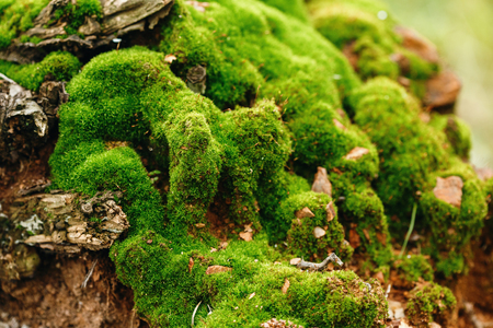 Nature Background. Moss Close Up View on Growth Log. Macro Details. Selective Focus.の写真素材