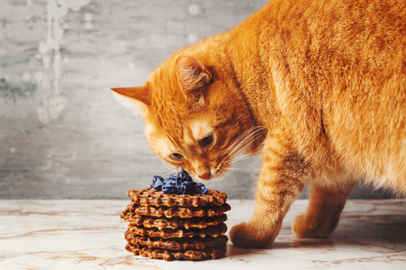 Cute Red Cat Smells Homemade Waffles with Lavender Sweets Topping. Selective Focus.の写真素材