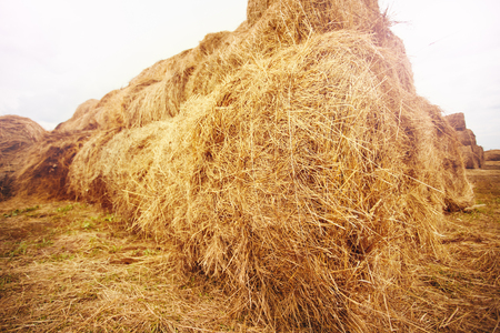 Hay bales on the field at summer time in golden summer light. Agriculture background and concept. Space for text.の写真素材