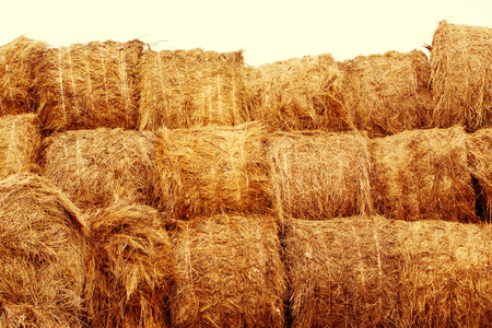 Hay bales on the field at summer time. Agriculture background and concept. Space for text.の写真素材