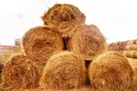 Hay bales pyramid on the field at summer time. Agriculture background and concept. Space for text.の写真素材