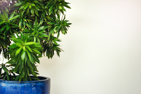 White hotel lobby with green plant. Great for text.の写真素材