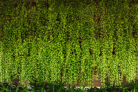 Green botany background. Great for text.の写真素材
