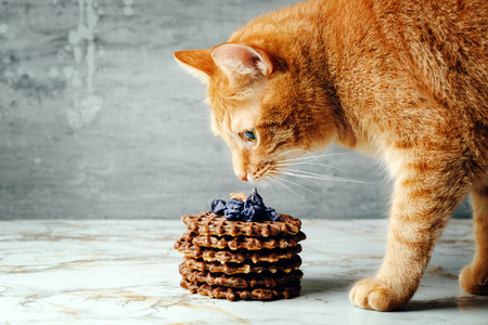 Cute Red Cat Smells Homemade Waffles with Lavender Sweets Topping. Selective Focus.の写真素材