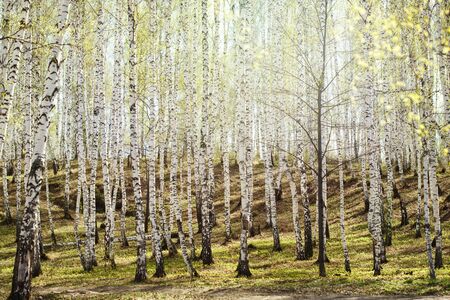 Birch trees woods in bright sunlight. Fresh air, nature.の写真素材