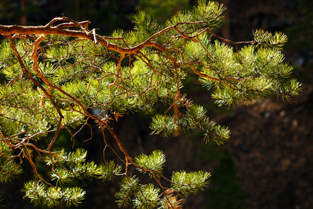 Pine tree branch close up, confierous treeの写真素材