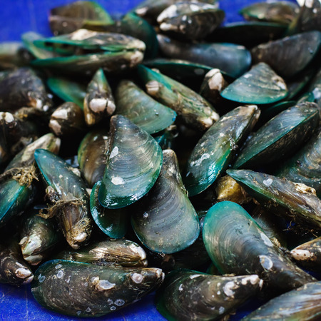 Green mussels on a fish market, seafoodの写真素材