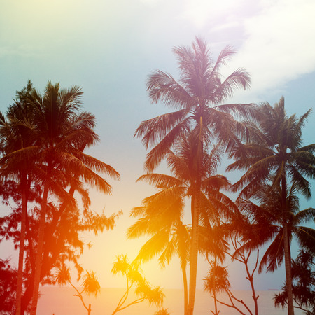 Beach sunset at the coast line, palm trees in sun lightの写真素材