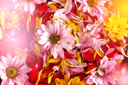 Chrysanthemum flowers close-up in sun light, pink and yellowの写真素材
