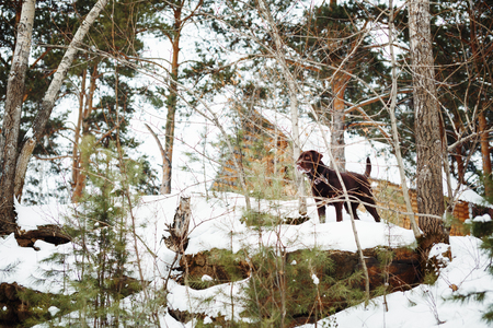 Brown labrador dog among winter pine trees on snowの写真素材