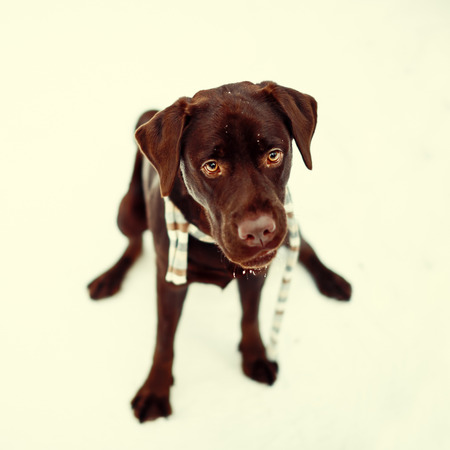 Pretty brown Labrador Retriever in winter, tonedの写真素材