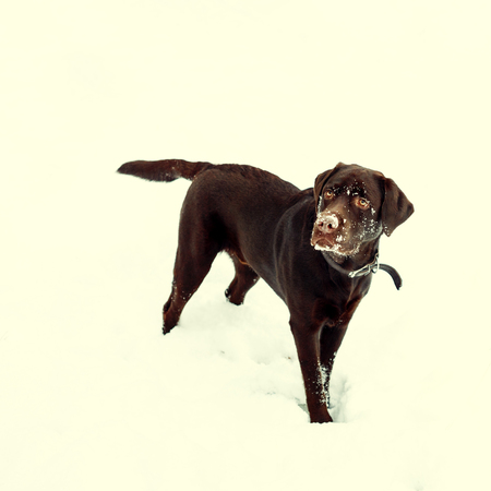 Pretty brown Labrador Retriever in winter, tonedの写真素材