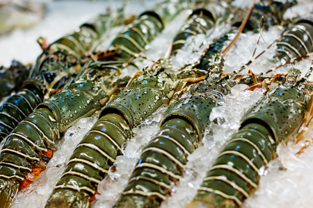 Fresh lobsters on ice. Street food in Asia spiny lobsters close-up.の写真素材